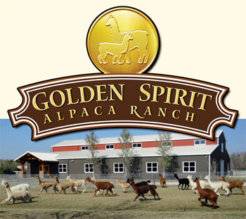 Golden Spirit Alpaca Ranch in Florida Golden Spirit Alpaca Ranch